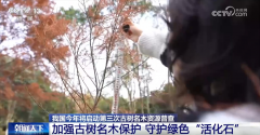 <b>多点发力加强古树名木认知和 让“绿色瑰宝”枝</b>