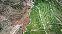 <b>陈旧崖柏正“芳华”</b>